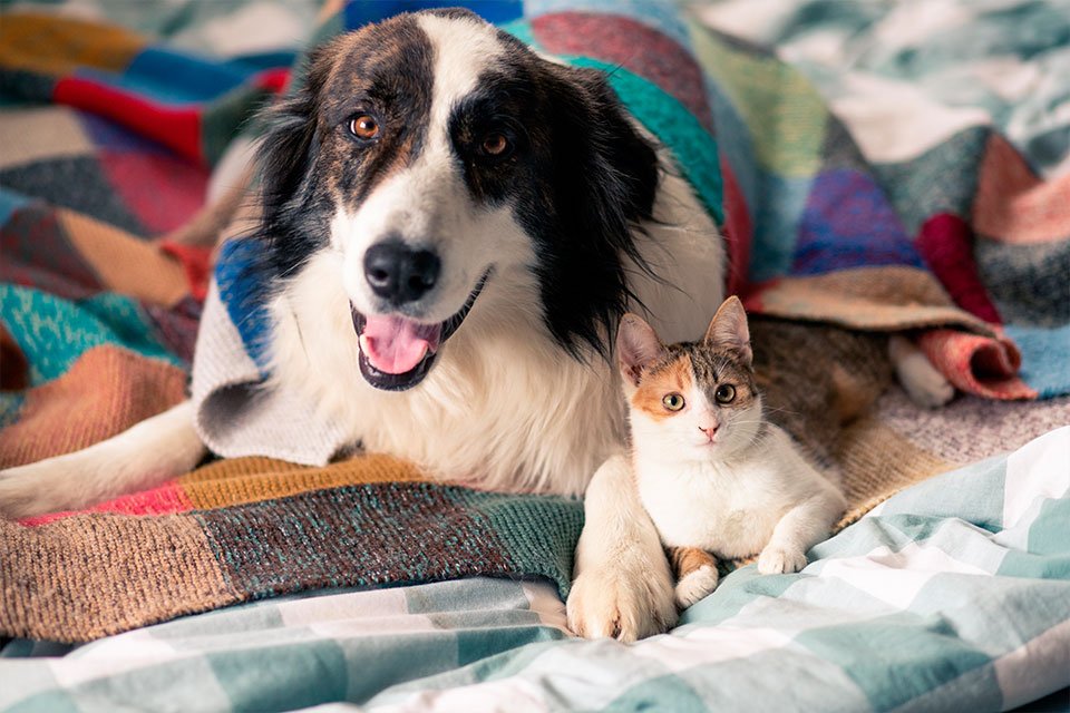Veterinarian in Pea Ridge, AR Veterinarian in Pea Ridge, AR